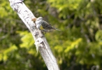 PICTURES/New Brunswick - Fundy National Park/t_Bird3.jpg